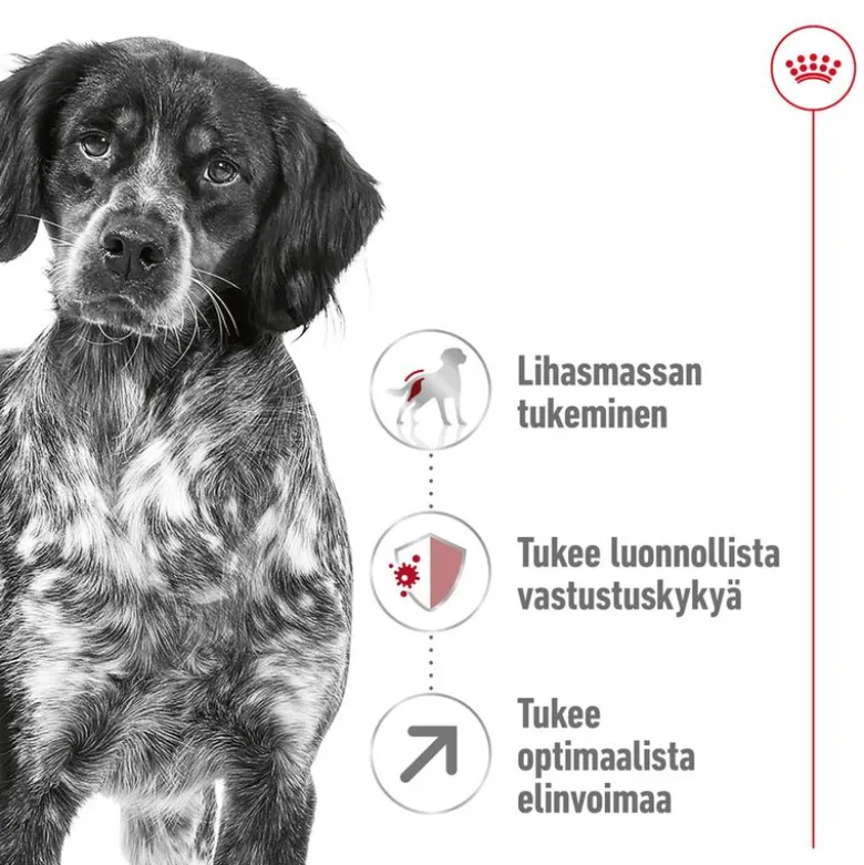 Royal Canin Medium Adult 7+