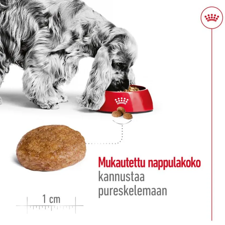Royal Canin Medium Adult 7+