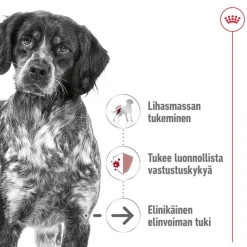 Royal Canin Medium Ageing 10+