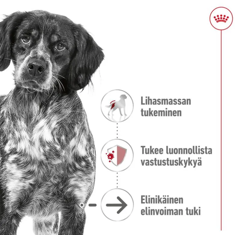 Royal Canin Medium Ageing 10+