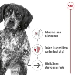 Royal Canin Medium Ageing kastikkeessa