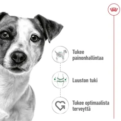 Royal Canin Mini Adult kastikkeessa