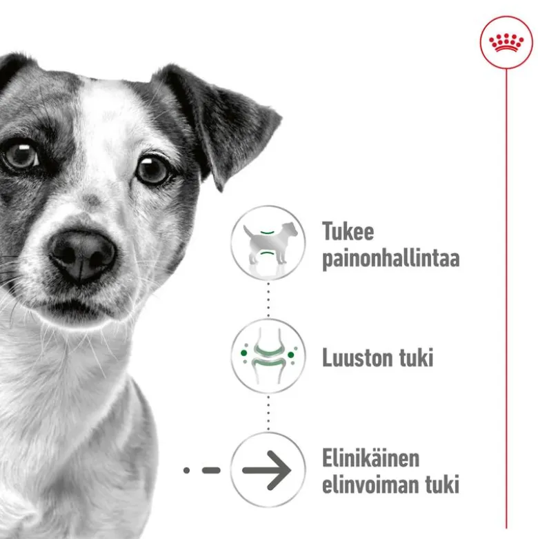 Royal Canin Mini Ageing 12+