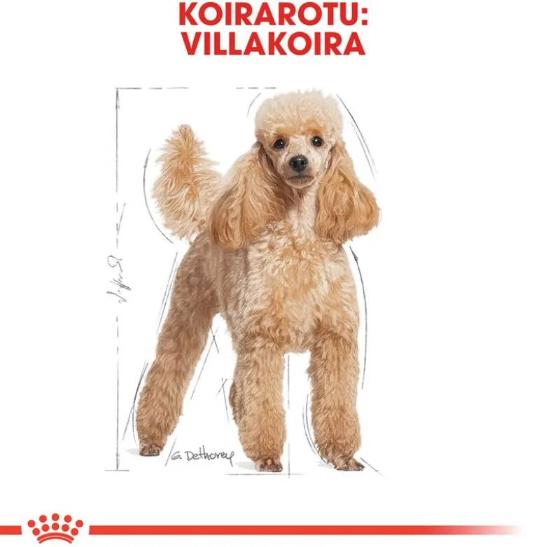 Royal Canin Poodle Adult
