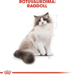 Royal Canin Ragdoll Adult