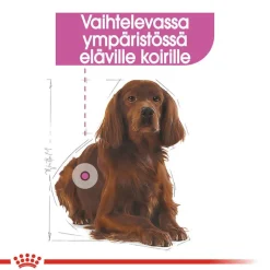 Royal Canin Relax Care Medium