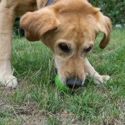 Squeaky Ball -TPR-pallo