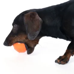 TIAKI Waterballoon -koiranlelu
