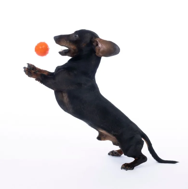 TIAKI Waterballoon -koiranlelu