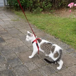 Trixie-autovaljaat kissalle