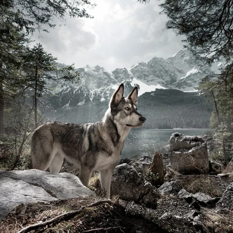 Wolf of Wilderness -herkkupussi