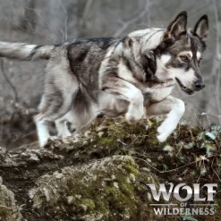 Wolf of Wilderness Junior