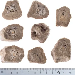 Wolf of Wilderness RAW kylmäkuivatut herkut -säästöpakkaus