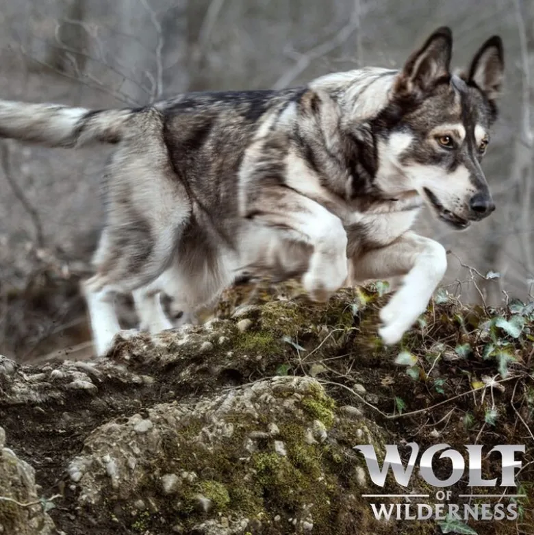 Wolf of Wilderness "Ruby Midnight" nauta & kani – viljaton