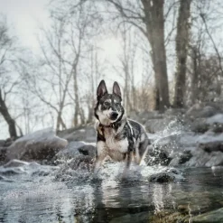 Wolf of Wilderness Training ”Explore the Blue River” kana & lohi